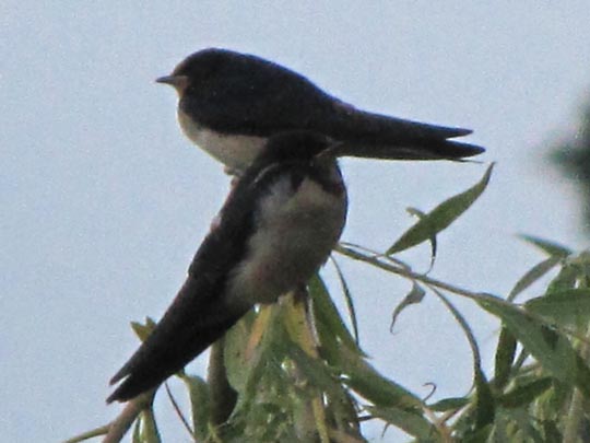 Rauchschwalbe, Hirundo rustica