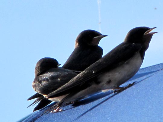 Rauchschwalbe, Hirundo rustica