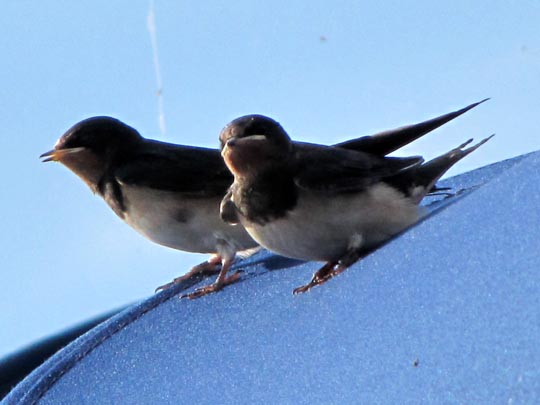 Rauchschwalbe, Hirundo rustica