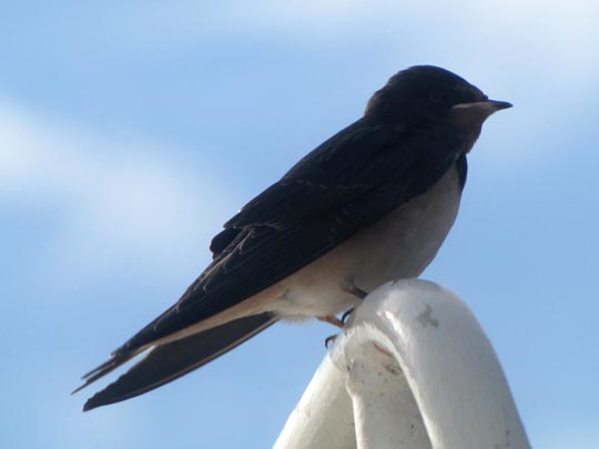 Rauchschwalbe, Hirundo rustica