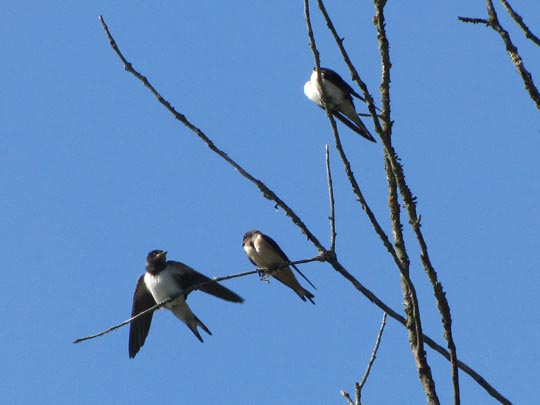 Rauchschwalbe, Hirundo rustica