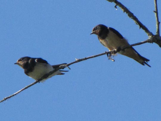 Rauchschwalbe, Hirundo rustica