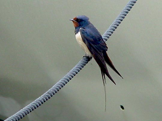 Rauchschwalbe, Hirundo rustica