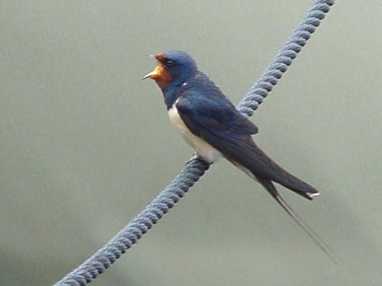 Rauchschwalbe, Hirundo rustica