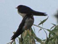 Rauchschwalbe, Hirundo rustica