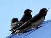 Rauchschwalbe, Hirundo rustica