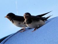 Rauchschwalbe, Hirundo rustica
