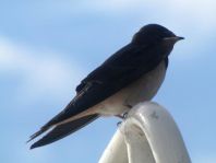 Rauchschwalbe, Hirundo rustica