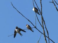 Rauchschwalbe, Hirundo rustica