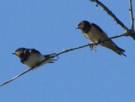Rauchschwalbe, Hirundo rustica