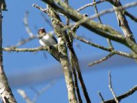 Rauchschwalbe, Hirundo rustica