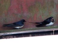 Rauchschwalbe, Hirundo rustica