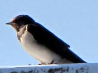 Rauchschwalbe, Hirundo rustica