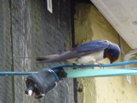 Rauchschwalbe, Hirundo rustica