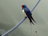 Rauchschwalbe, Hirundo rustica
