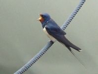 Rauchschwalbe, Hirundo rustica