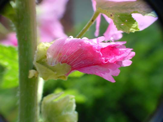 Sommer 2008