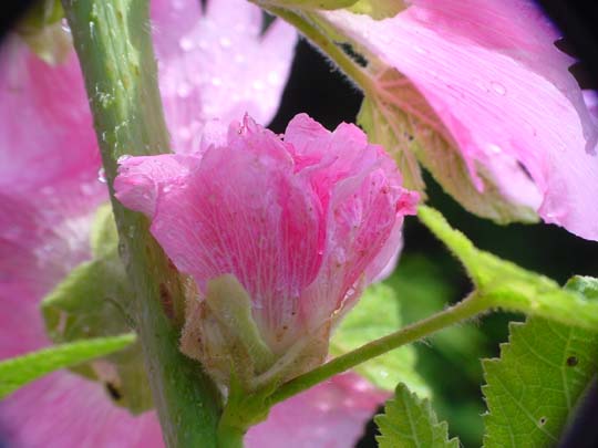 Sommer 2008