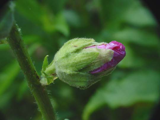 Sommer 2008