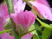 Sommer 2008