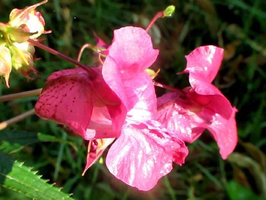 Sommer 2012