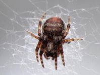 Agalenatea redii, Körbchenspinne