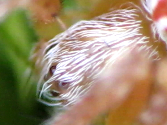 Webspinnen, Araneae
