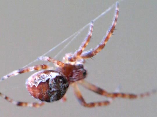 Webspinnen, Araneae