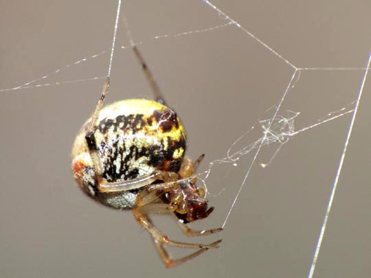 Webspinnen, Araneae