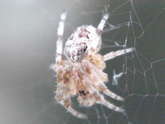 Webspinnen, Araneae