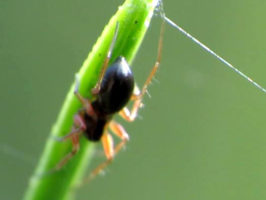 Webspinnen, Araneae