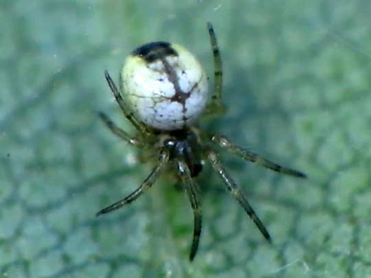 Webspinnen, Araneae