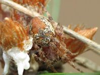 Webspinnen, Araneae