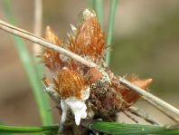 Webspinnen, Araneae