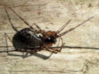 Webspinnen, Araneae