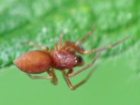 Webspinnen, Araneae