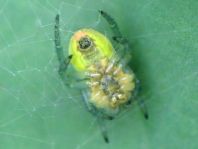 Webspinnen, Araneae