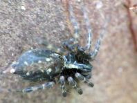 Webspinnen, Araneae