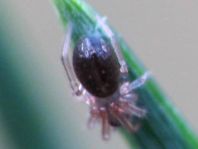 Webspinnen, Araneae