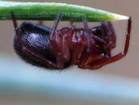 Webspinnen, Araneae