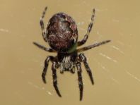 Webspinnen, Araneae