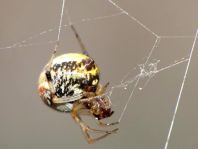 Webspinnen, Araneae