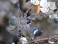 Webspinnen, Araneae