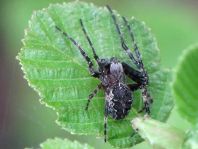 Webspinnen, Araneae
