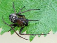 Webspinnen, Araneae