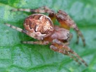 Webspinnen, Araneae
