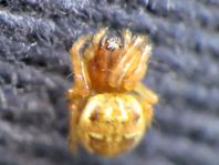 Webspinnen, Araneae