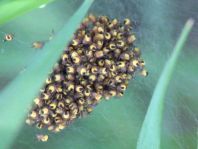 Babys der Gartenkreuzspinne, Araneus diadematus