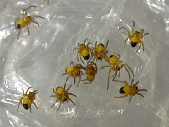 Babys der Gartenkreuzspinne, Araneus diadematus