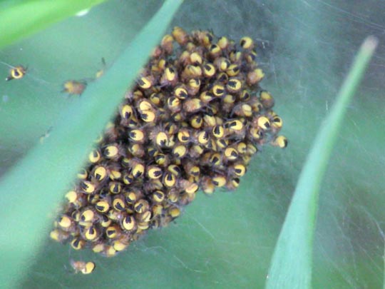 Babys der Gartenkreuzspinne, Araneus diadematus